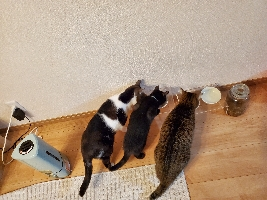 リンリン