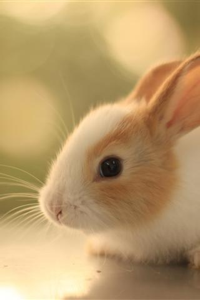 よこ