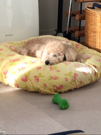 ミンティ君