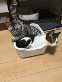 チョビ