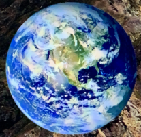 こまめの飼い主