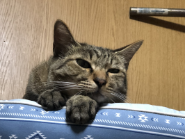 ユミ