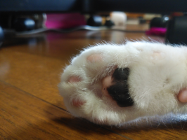 ちょぶたん