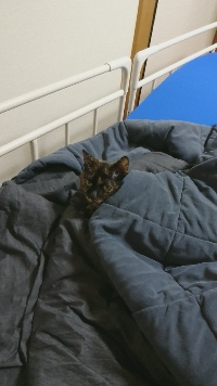 やましょう