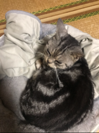 みゃあ