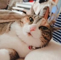チームにゃんこ