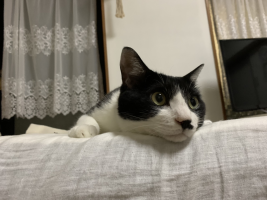 ゆみ