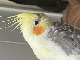サチ