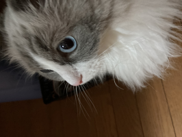 るるる