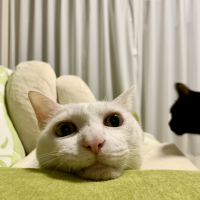 はち