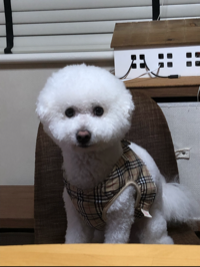 シロン