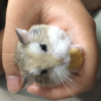 みみ