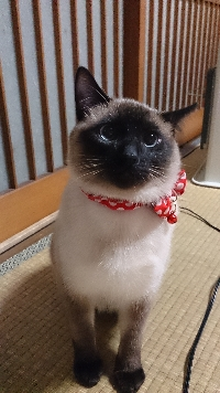あんこ