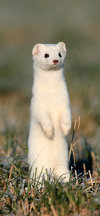 ふきのとう