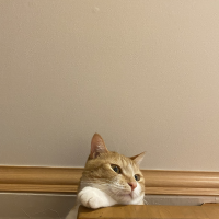 やん
