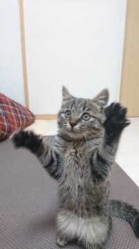 さな