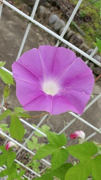 もちこ