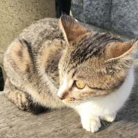 もか