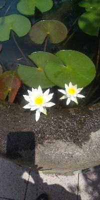 マロングラッセ