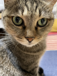 まかろん7