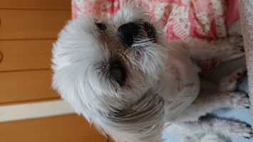 きなこマキ