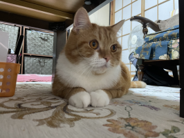 カミちゃん