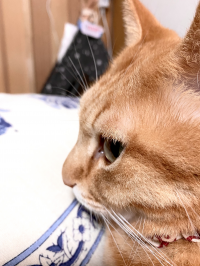 ポテト