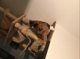 にゃん