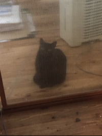 ゲン