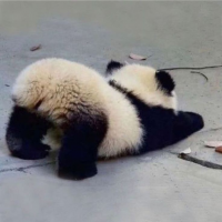 咲喜