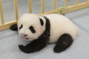 ぱんだちゃん