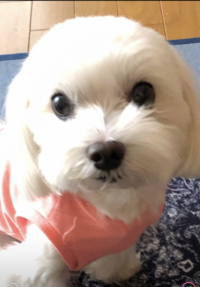 もふてん