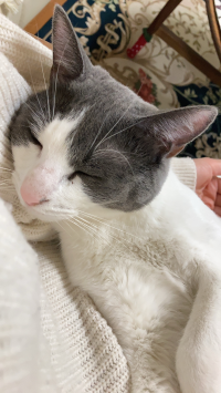のぶこ