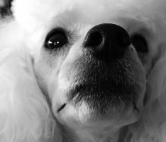 BonBon