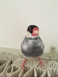 おもち文鳥