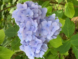 シロハラインコ