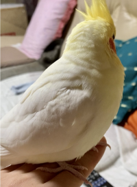 Hana