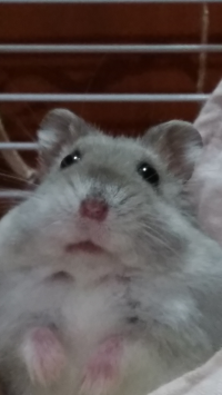ローズマリー
