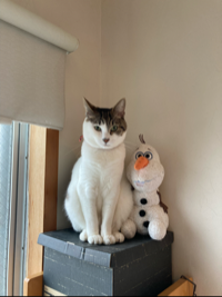 ミルキー