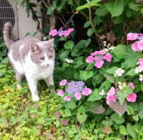ちゃろみ