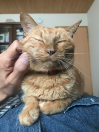 とらしろきじきじとら