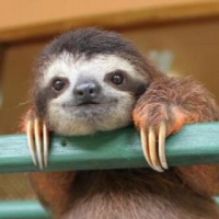 かにゃお