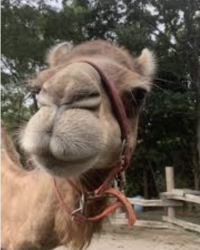 ラクダ