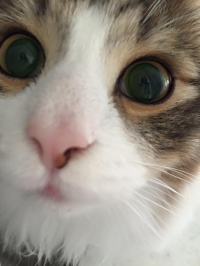 ねこバス