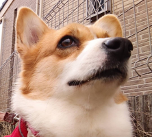 とみこ