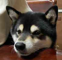 黒柴