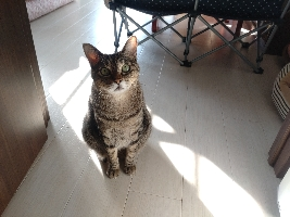 ササキ