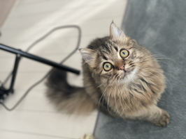 toomochan
