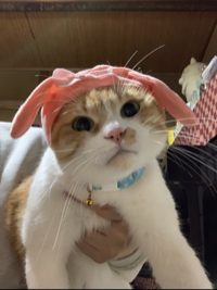 もっちー