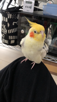 芽庭